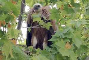 buitre leonado perdido en el poligono